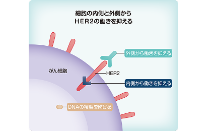 ツカイザのはたらき