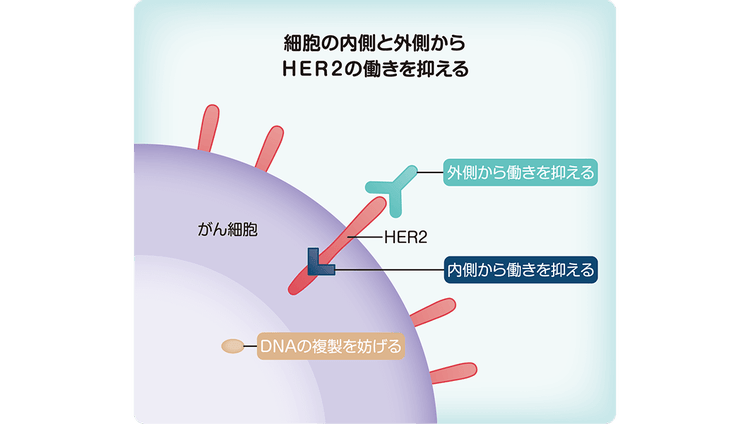 ツカイザのはたらき